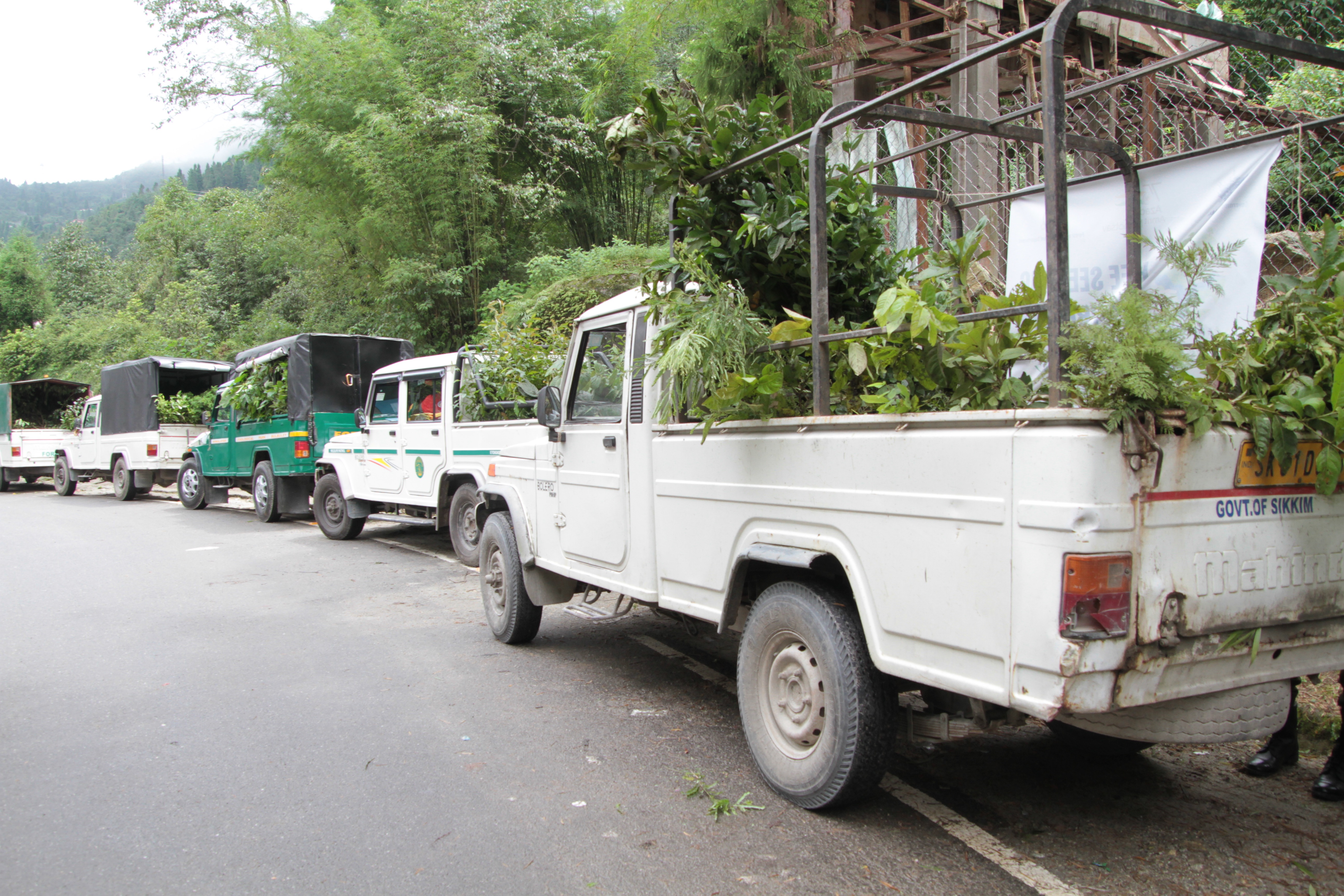Vehicles carrying saplings