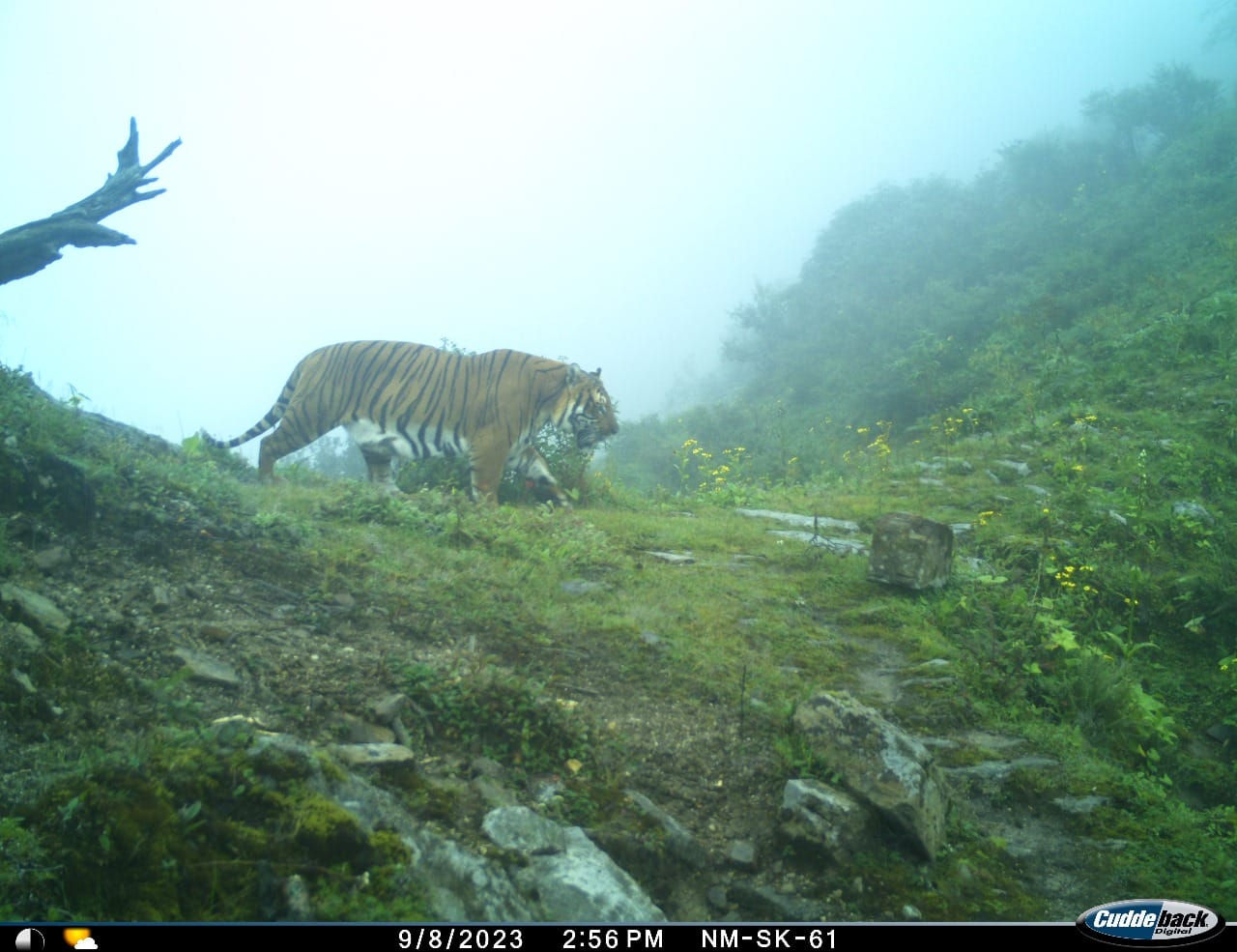 Tiger spotted