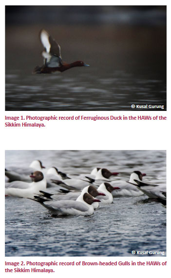 Record of two new species Ferruginous Duck and Brown-headed Gull in high altitude wetland of Sikkim Himalaya  